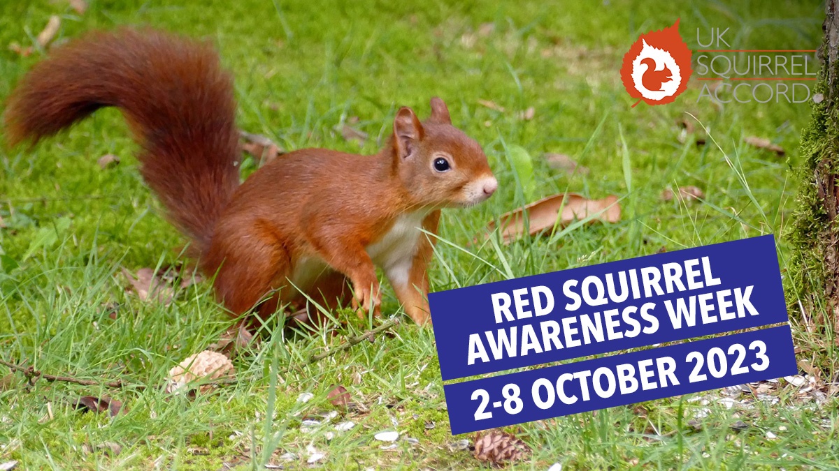 red-squirrel-awareness-week